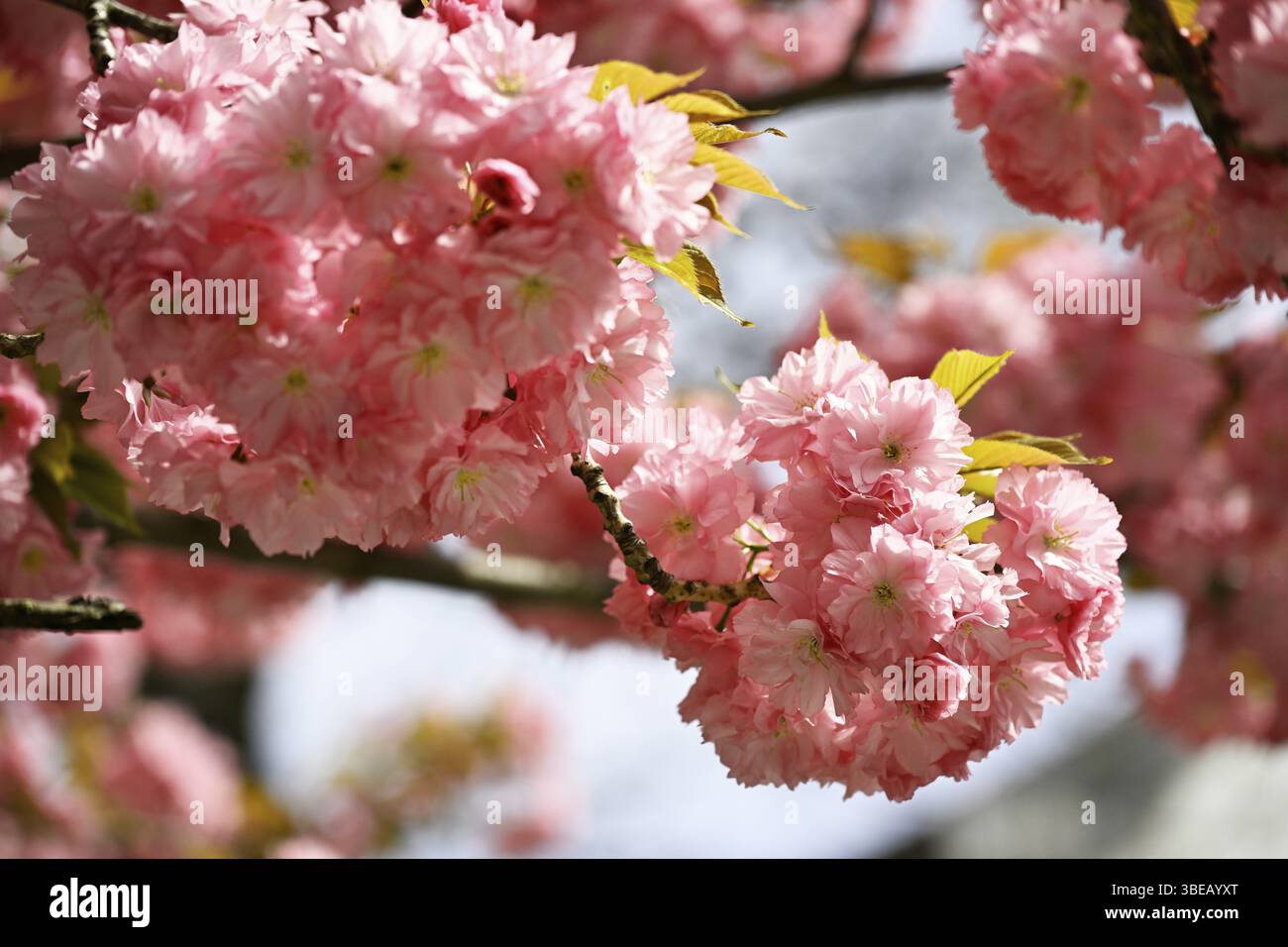 Ciliegio giapponese, ciliegio in fiore giapponese, ciliegio orientale, ciliegio giapponese, ciliegio giapponese, ciliegio in fiore giapponese (Prunus serrulata) Foto Stock
