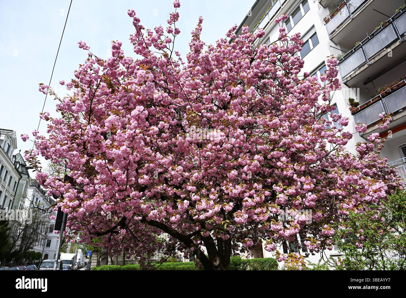 Ciliegio giapponese, ciliegio in fiore giapponese, ciliegio orientale, ciliegio giapponese, ciliegio giapponese, ciliegio in fiore giapponese (Prunus serrulata) Foto Stock