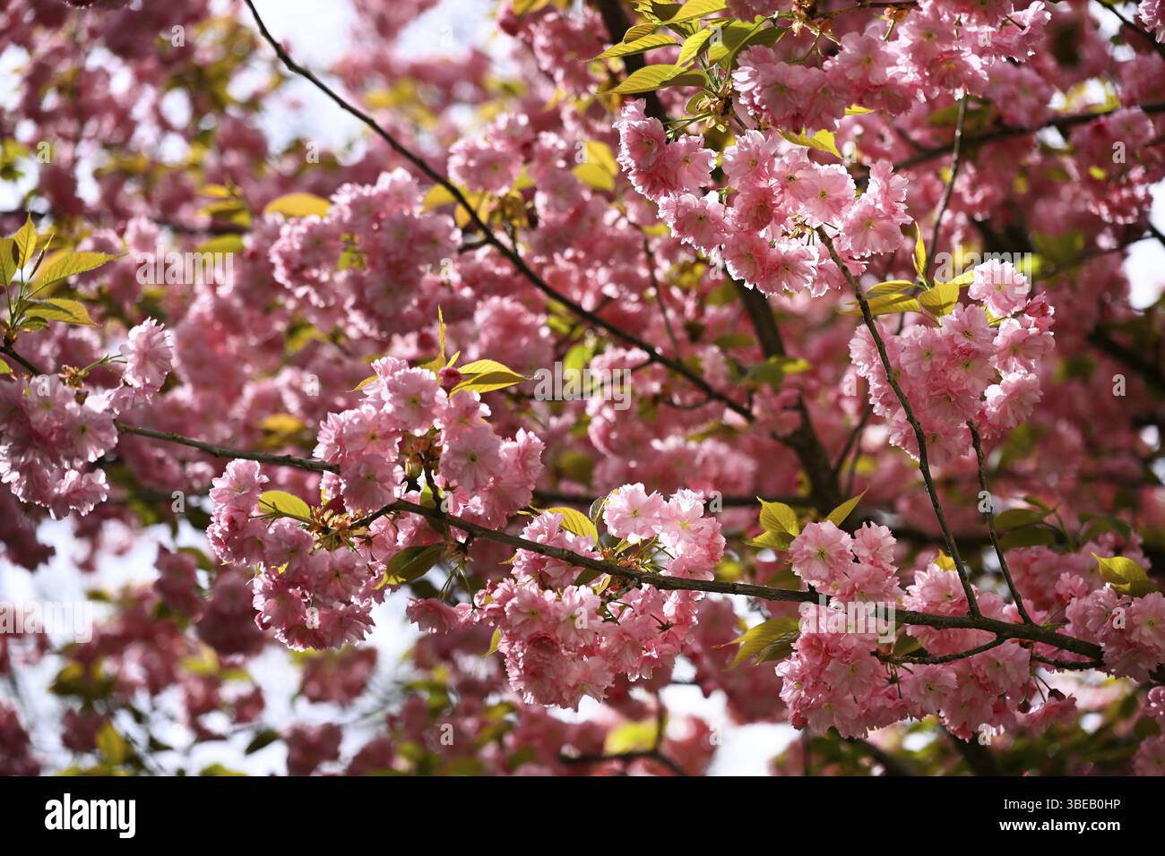 Ciliegio giapponese, ciliegio in fiore giapponese, ciliegio orientale, ciliegio giapponese, ciliegio giapponese, ciliegio in fiore giapponese (Prunus serrulata) Foto Stock
