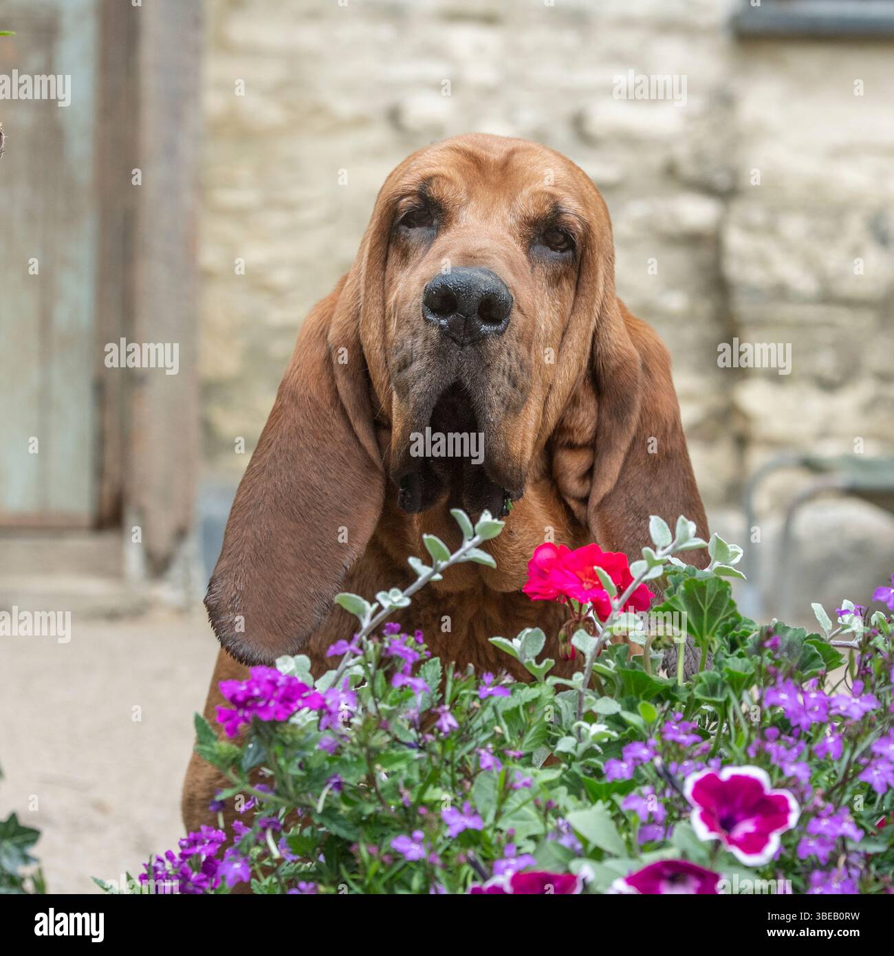 bloodhound in giardino Foto Stock