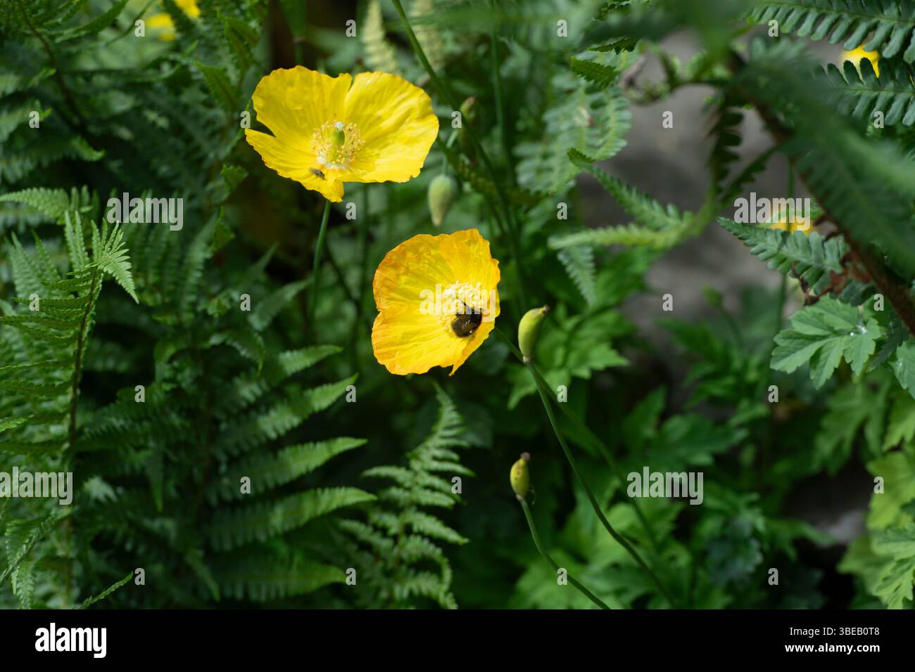 papaveri gialli con un'ape al miele Foto Stock
