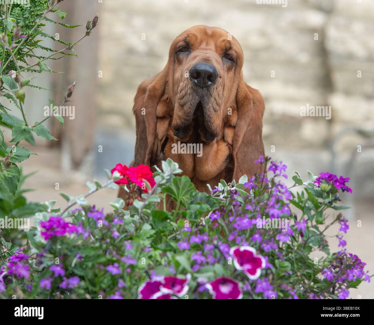 bloodhound in giardino Foto Stock