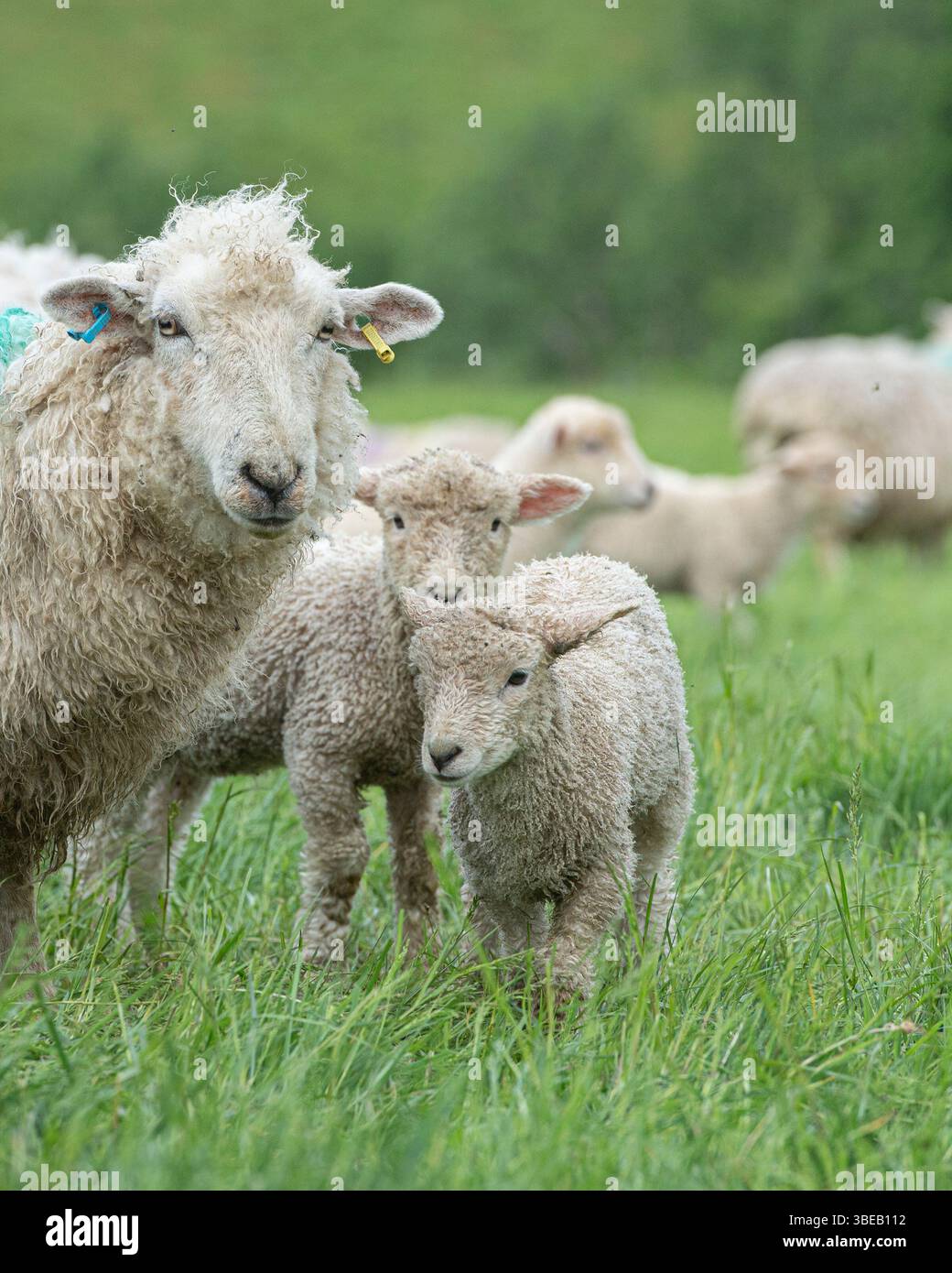 pecore e i suoi agnelli in un campo Foto Stock