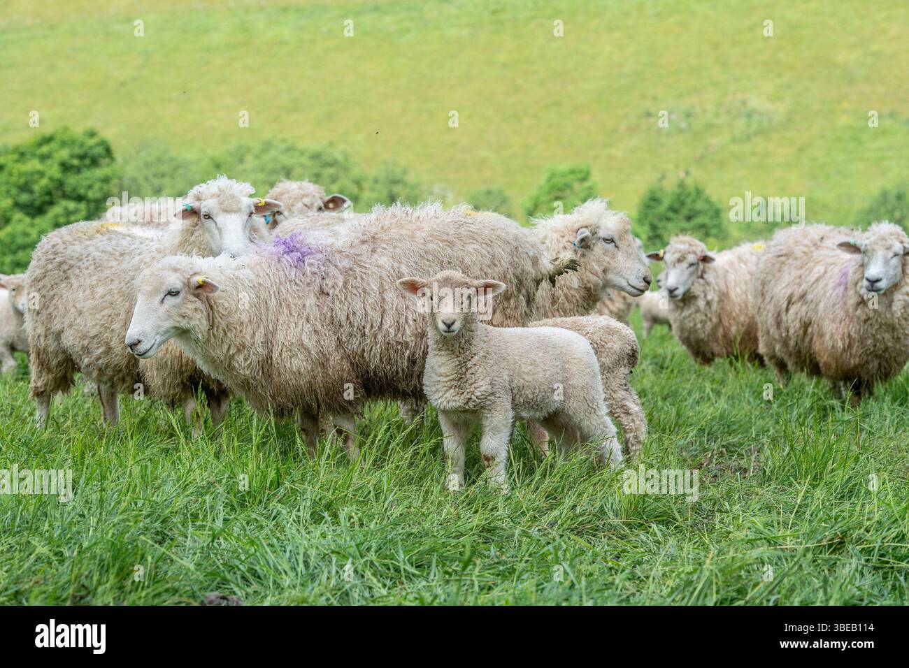 pecore di romney e agnelli che pascolano in erba lussureggiante Foto Stock