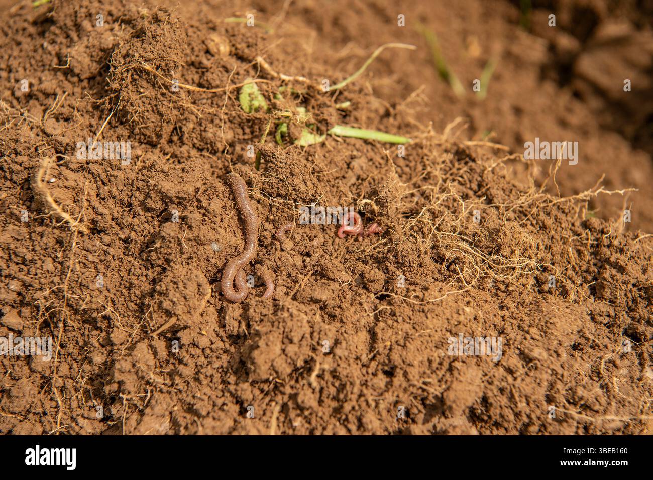 campione di terreno che mostra vermi terrestri provenienti da agricoltura rigenerativa Foto Stock