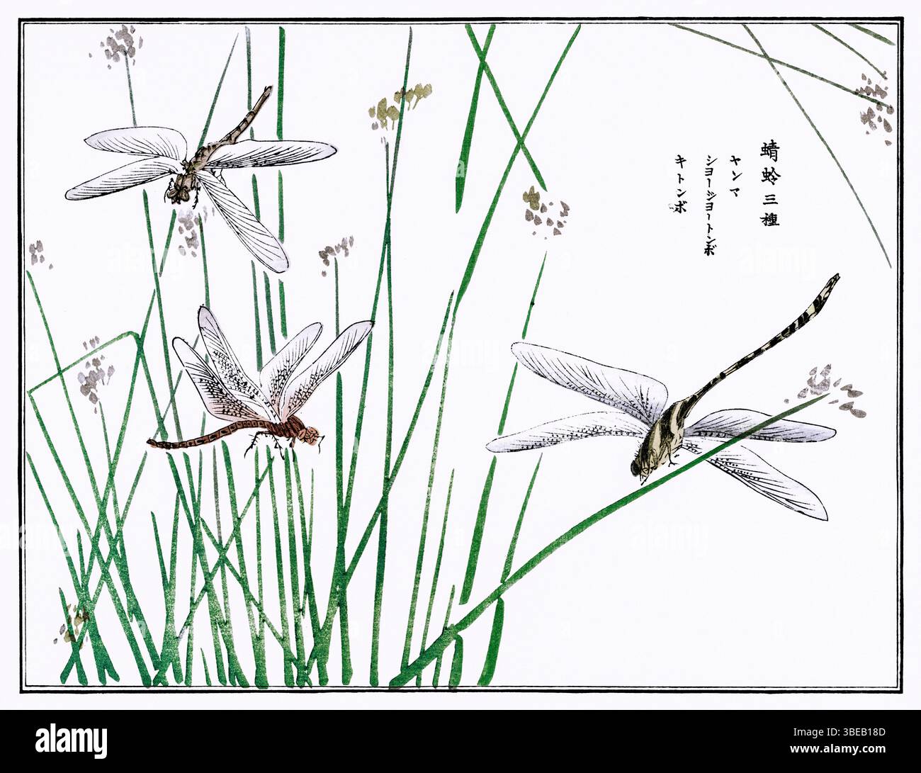 Libellule di Morimoto Toko, 1910 - raffinata stampa Kacho-ga di Churui Gafu, che cattura l'eleganza dell'arte degli insetti giapponesi con inchiostro tradizionale, digita Foto Stock