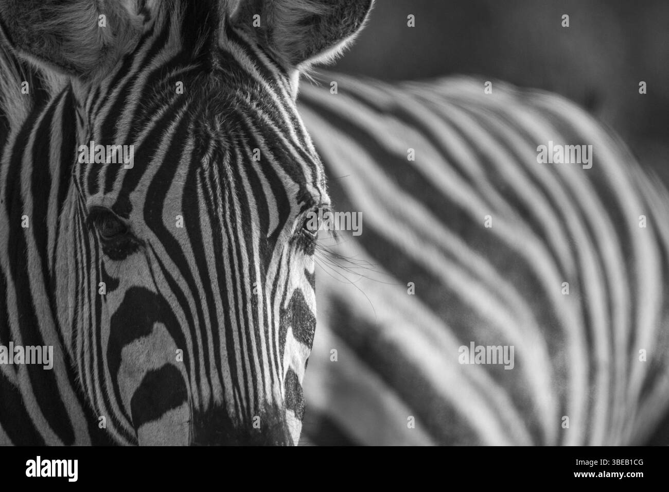 Primo piano di una testa di zebra in bianco e nero nel Parco Nazionale di Kruger, Sudafrica, Africa Foto Stock