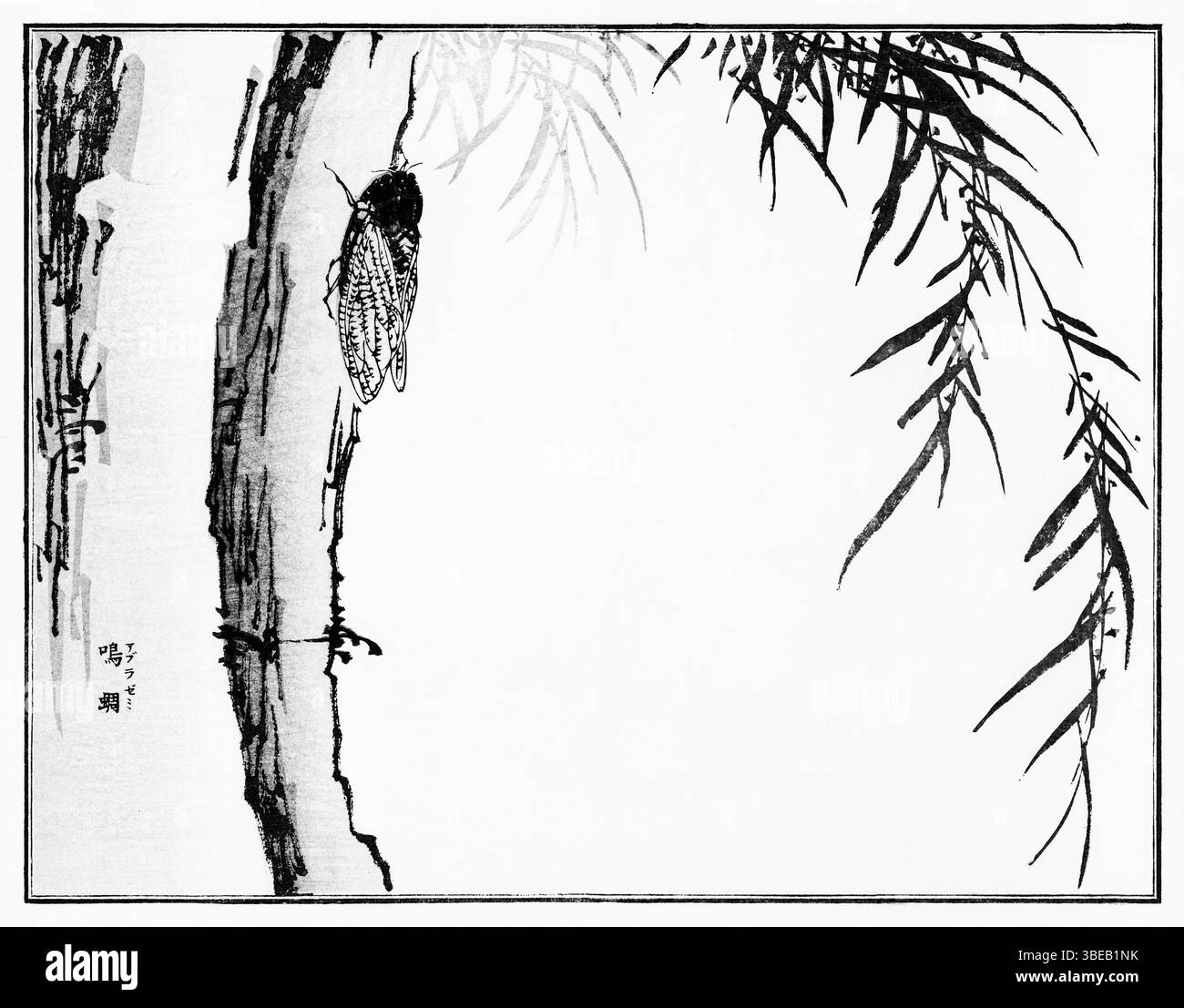 Cicada di Morimoto Toko, 1910 - finemente dettagliata stampa giapponese Kacho-ga da Churui Gafu, arte entomologica dell'era Taisho che fonde scienza ed estetica Foto Stock