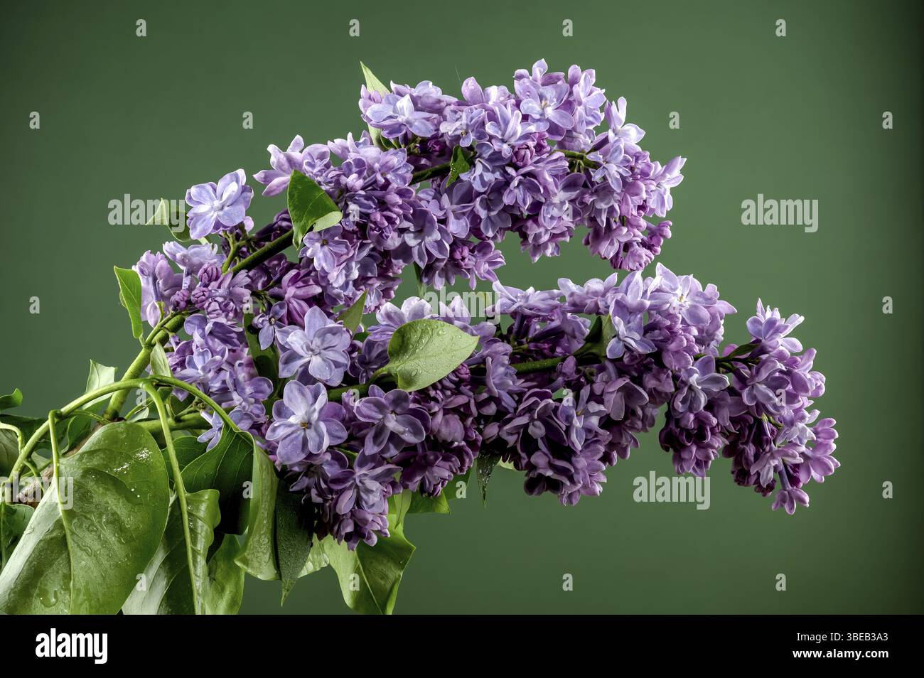 Splendidi fiori rosa di Syylan vulgaris (lilla comune) su sfondo verde. Fiore primo piano, Odessa, Ucraina, Europa Foto Stock