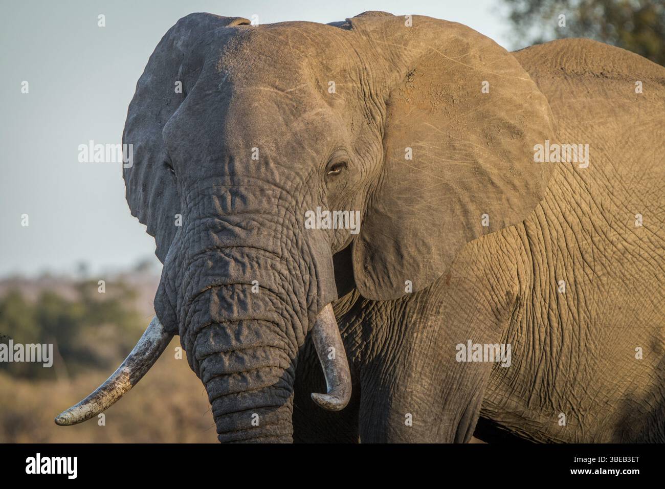 Il toro di Big Elephant nel Bush nel Parco Nazionale di Kruger, Sudafrica, Africa Foto Stock