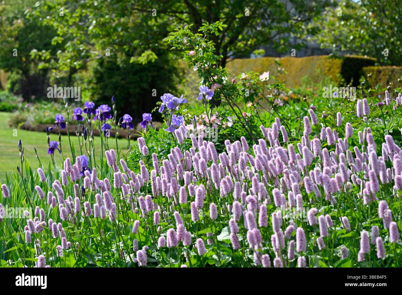 Fiori estivi rosa di Persicaria bistorta "superba" con rose e Iris blu e viola nel giardino britannico maggio Foto Stock