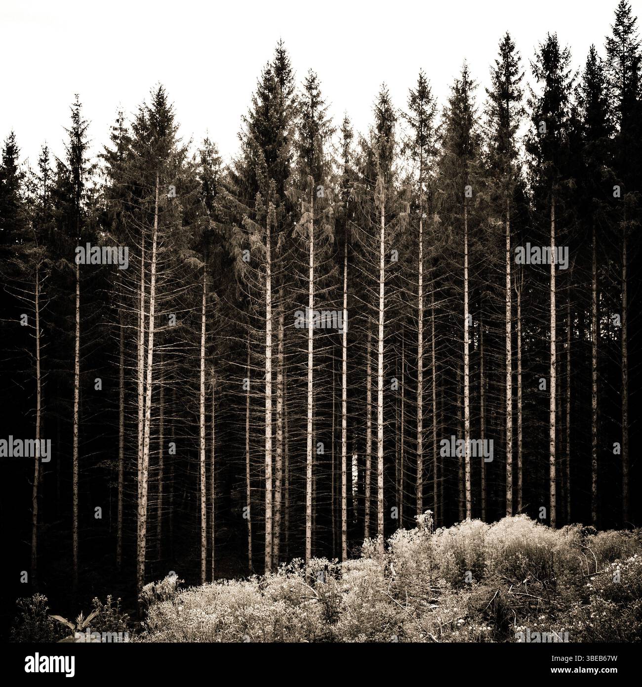 La luce del sole filtra tra alti tronchi di alberi lineari in una foresta francese, gettando ombre sul terreno dove prospera il sottobosco. Foto Stock