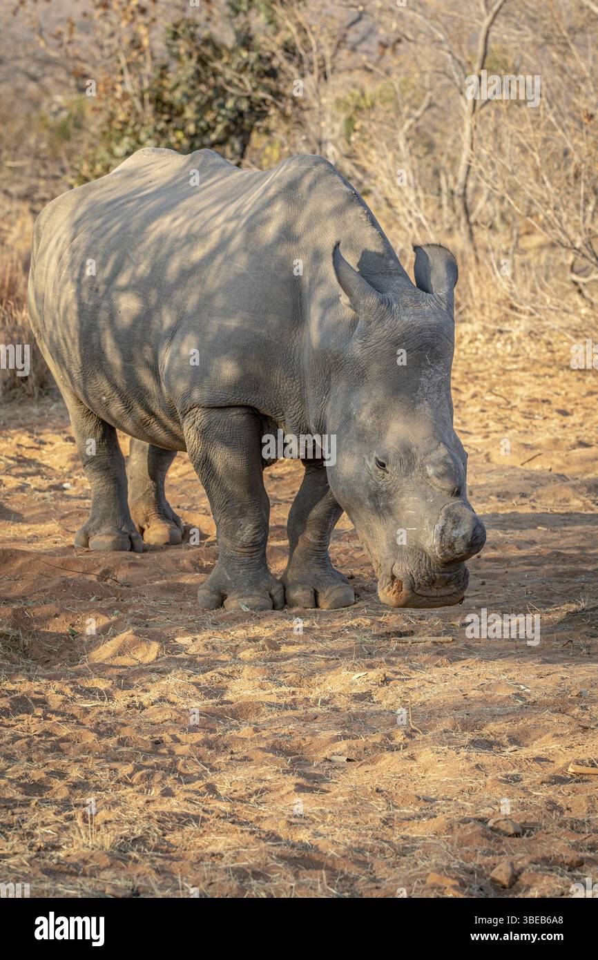 Pascolo di rinoceronte bianco, Sudafrica, Africa Foto Stock