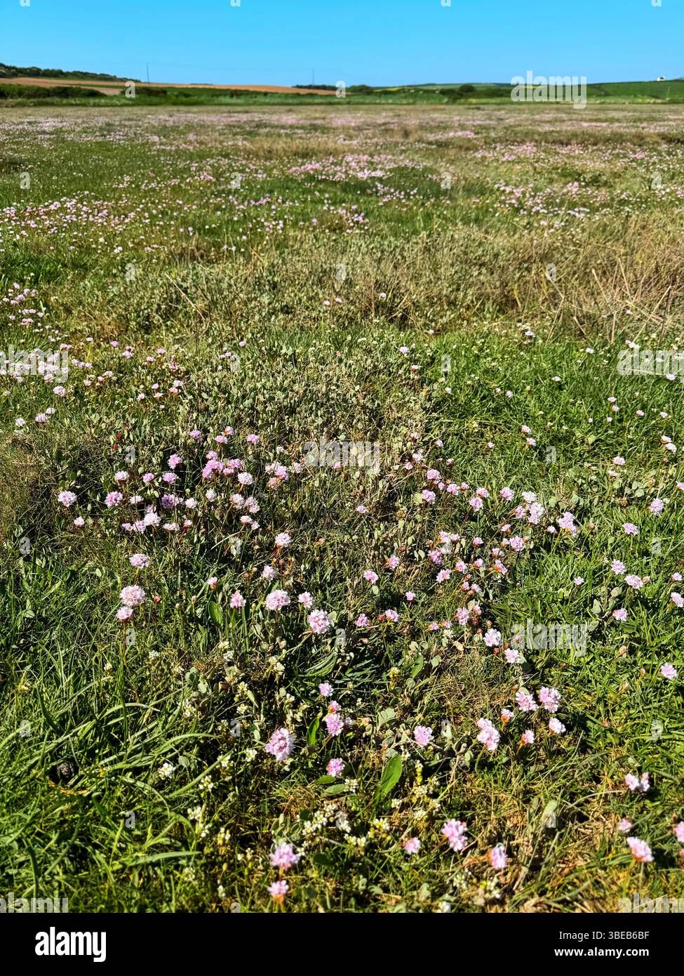 Pink marini che crescono sulla palude salata di Gann, Dale, Pembrokeshire, Galles occidentale. Foto Stock