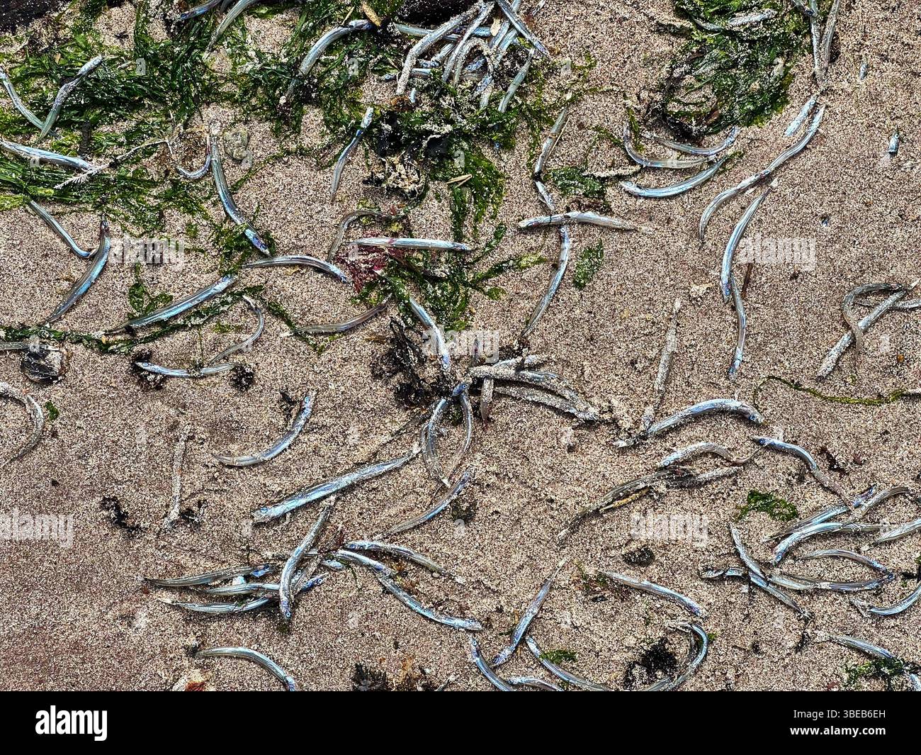 I sandeels morti (Ammodytes tobianus) si sono lavati su una spiaggia gallese a maggio Foto Stock
