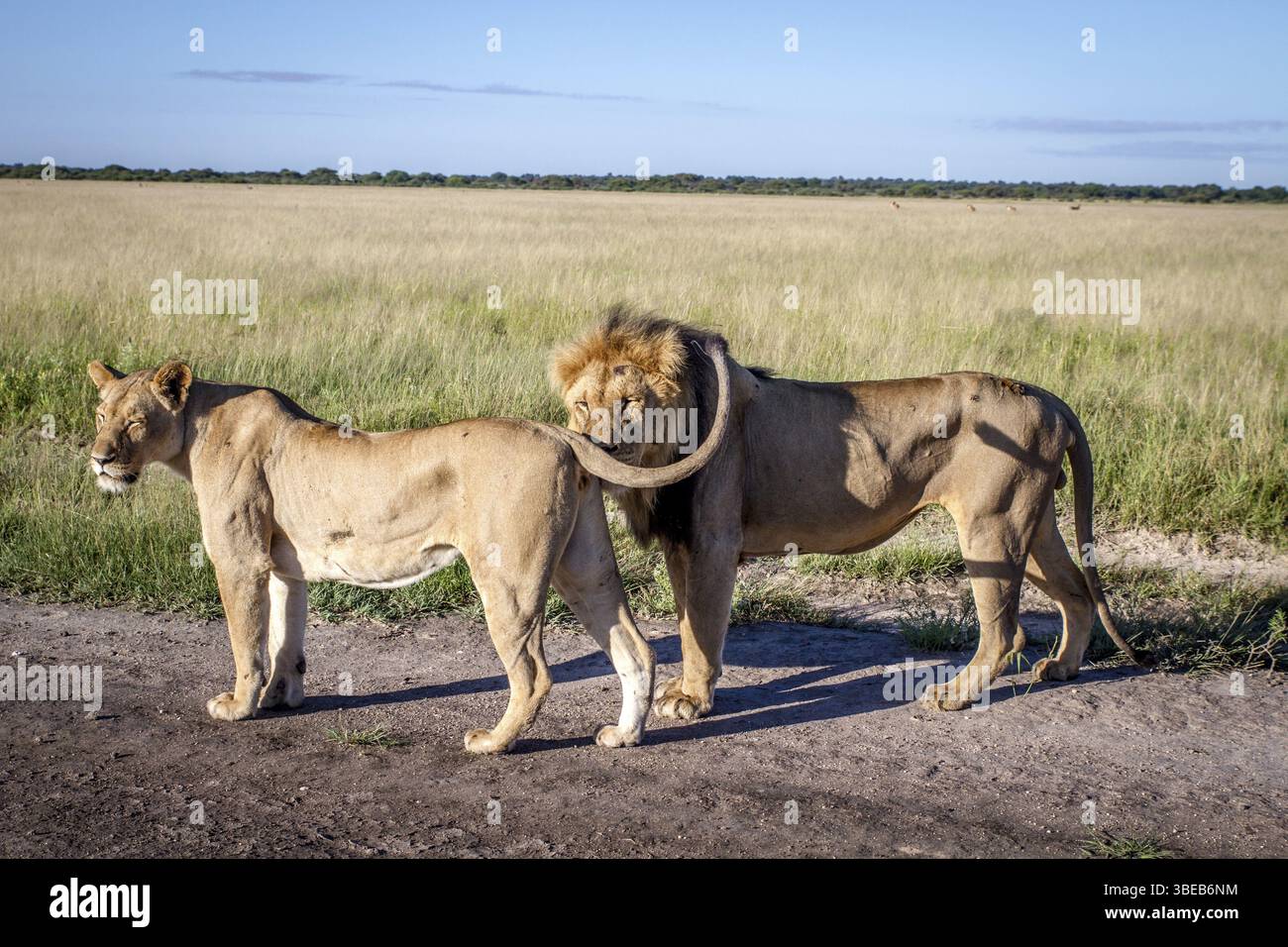 Coppia di leoni in piedi sulla strada nel Kalahari centrale, Botswana, Africa Foto Stock
