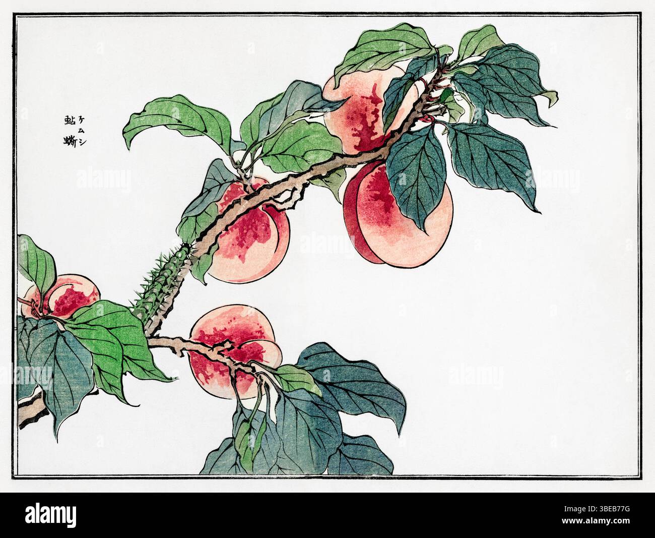 Caterpillar on Peach Tree di Morimoto Toko, 1910 | Japanese Kacho-ga Art | Churui Gafu Series | Scientific Illustration | Ukiyo-e Style Public Domain Foto Stock