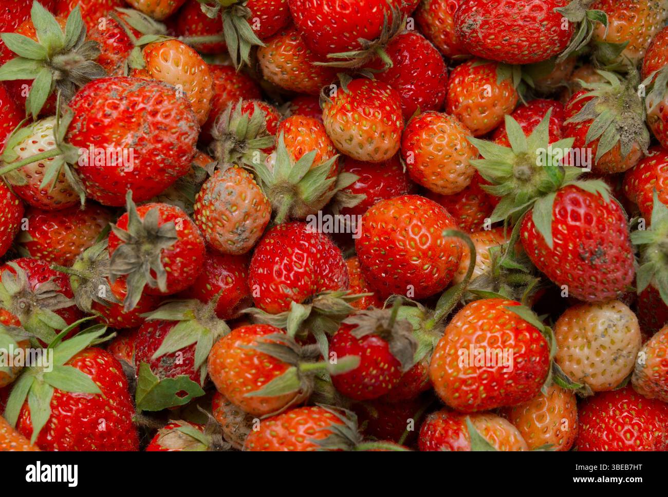 fragole sul mercato, fragole testurizzate, sfondo fragole Foto Stock