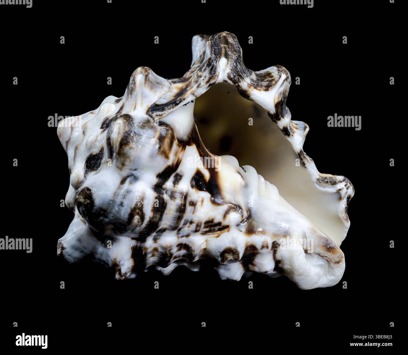 Primo piano dettagliato di una conchiglia Chicoreus ramosus con macchie marroni e abbronzate su sfondo nero. Le intricate creste e scanalature del guscio Foto Stock