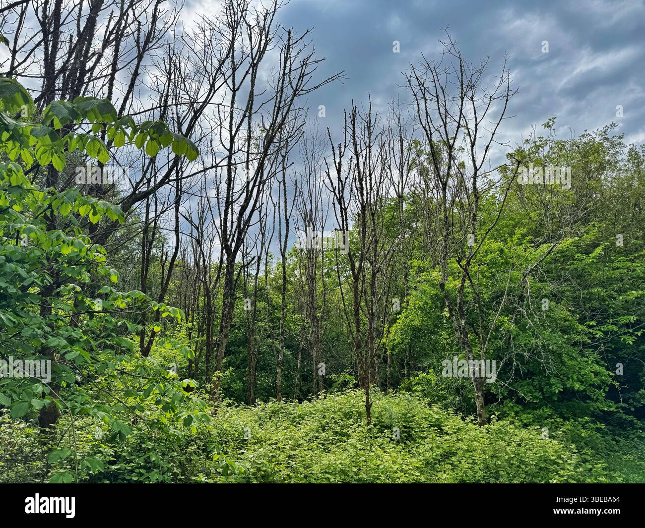Frassini affetti dalla malattia di Ash Die Back, (Hymenoscyphus fraxineus) Galles del Sud. Foto Stock
