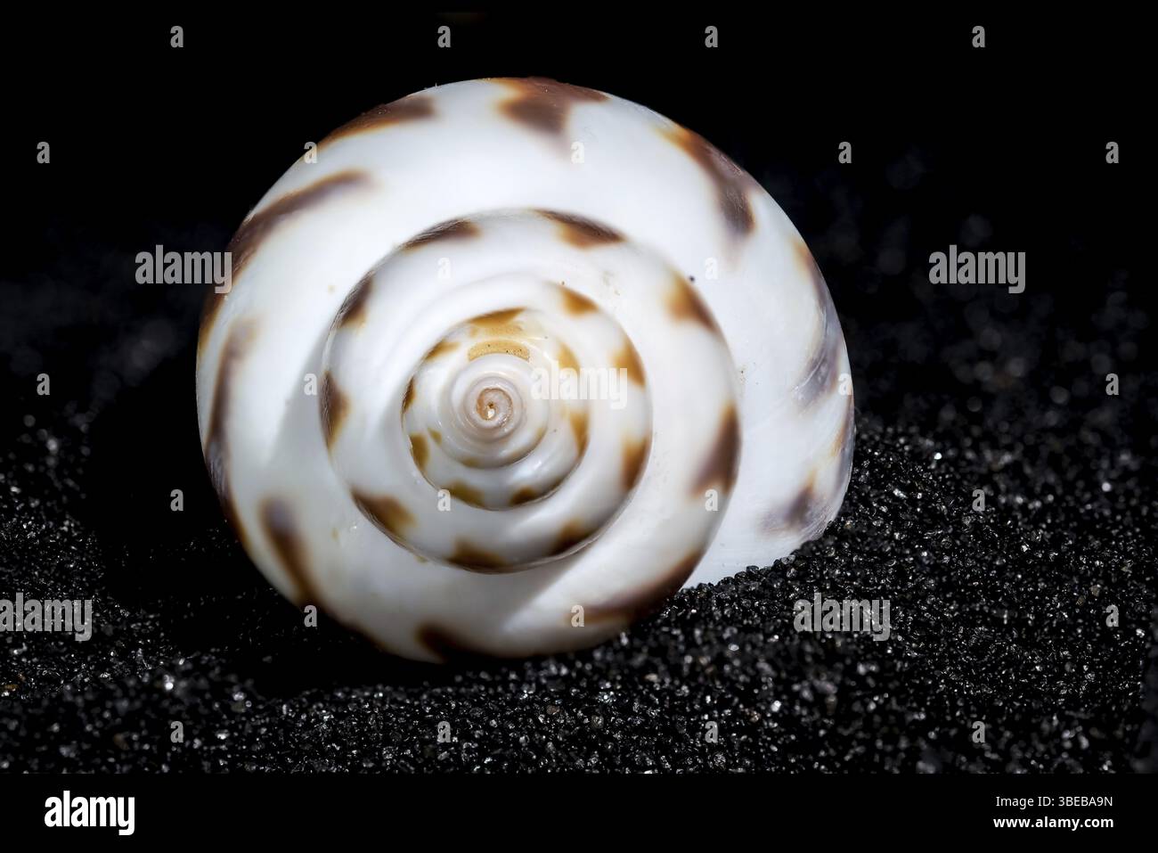 Babylonia Areolata conchiglia su sfondo di sabbia nera primo piano, Odessa, Ucraina, Europa Foto Stock