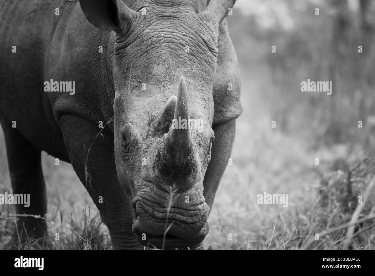Rinoceronte bianco con protagonista in bianco e nero nel Kruger National Park, Sudafrica, Africa Foto Stock