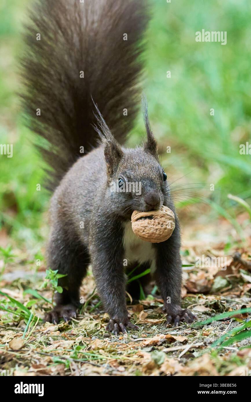 Scoiattolo rosso eurasiatico che mangia noci (Sciurus vulgaris) Foto Stock