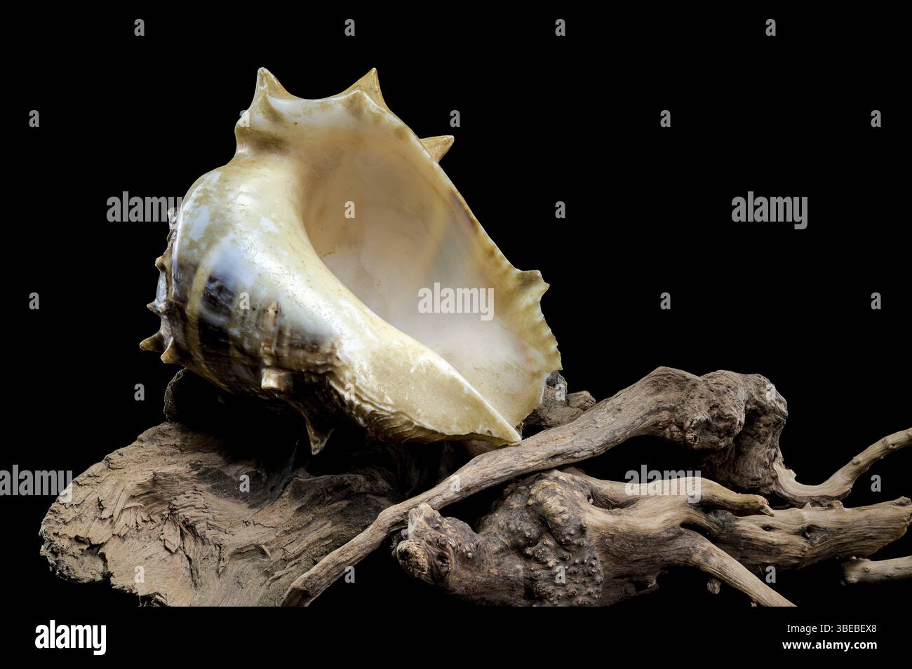 Primo piano dettagliato di un guscio marino Spiny Melongena o Melongena bispinosa appoggiato su una palude di mare testurizzata, su sfondo nero, Odessa, Ucraina Foto Stock