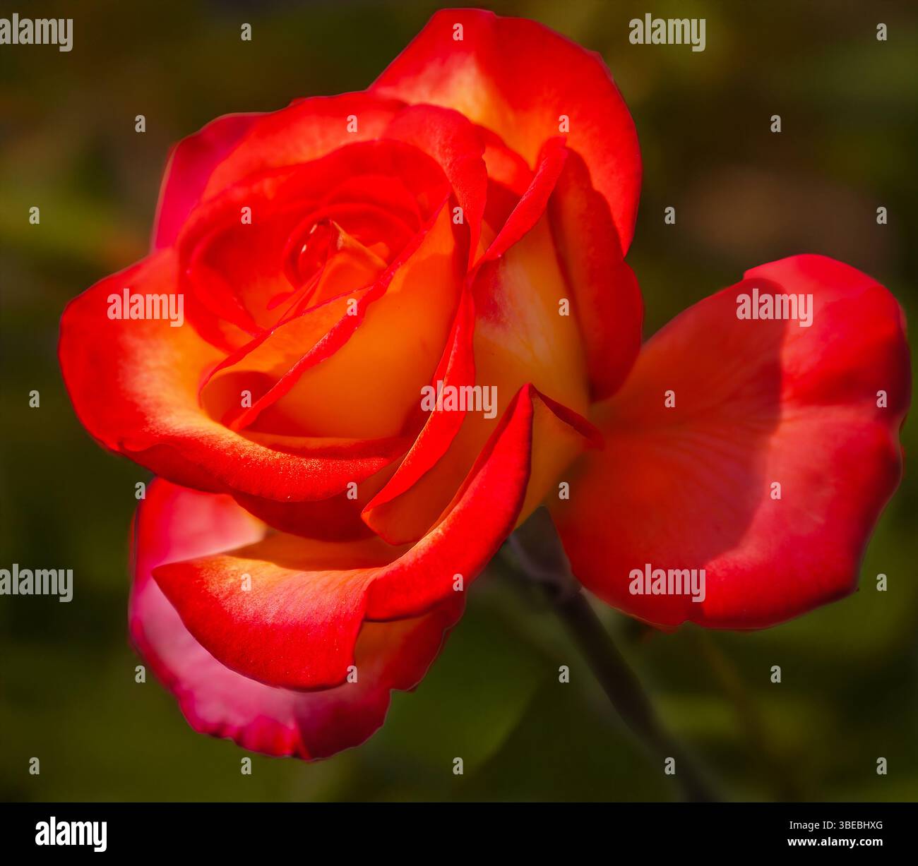 rosa in fiore, con delicati petali, simbolo di amore e bellezza Foto Stock