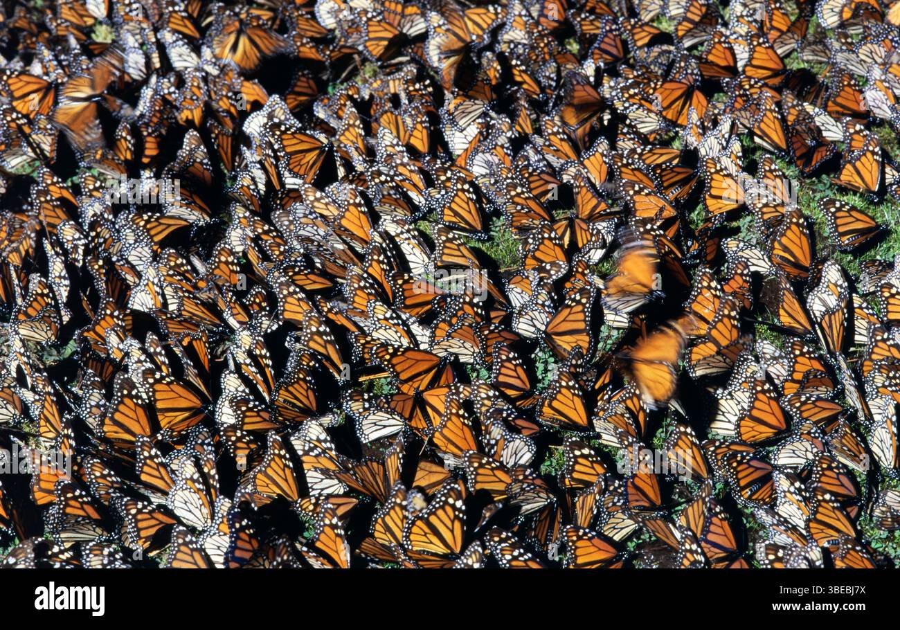 Le farfalle Monarch si radunano sul terreno umido per un drink al mattino presto, mentre svernano in una foresta di abeti oyamel, ad Angangueo, in Messico Foto Stock