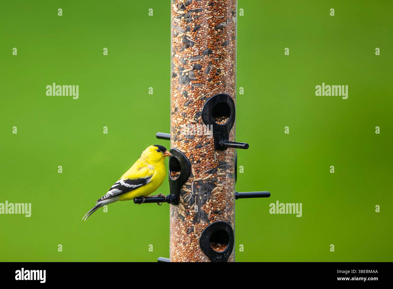 Goldfinch americano maschio all'uccello feeder Foto Stock