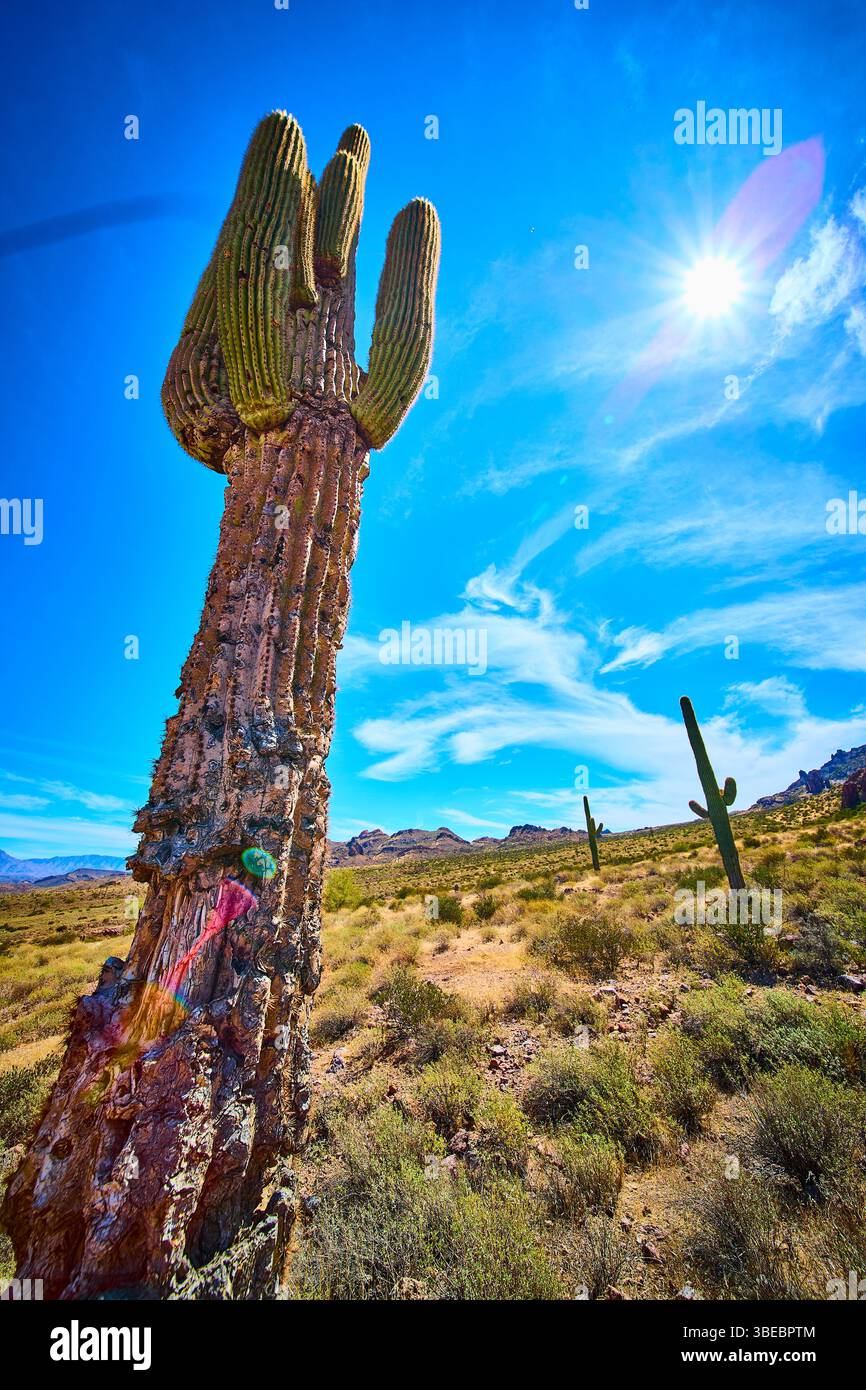 Saguaro Cactus Sunlight e Desert Hills Low Angle Perspective Foto Stock