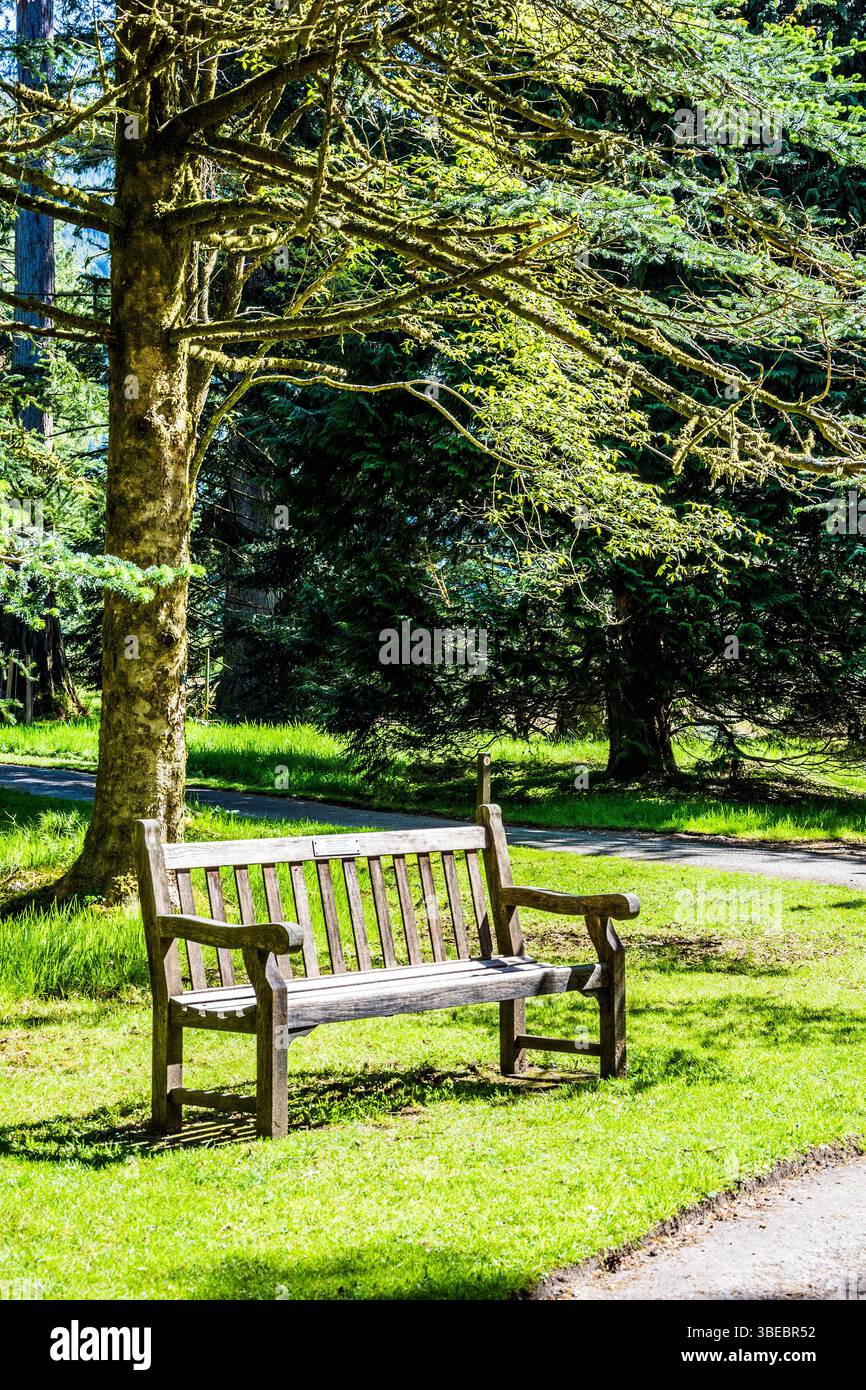 Una vecchia panchina nel Giardino Botanico Benmore. Foto Stock