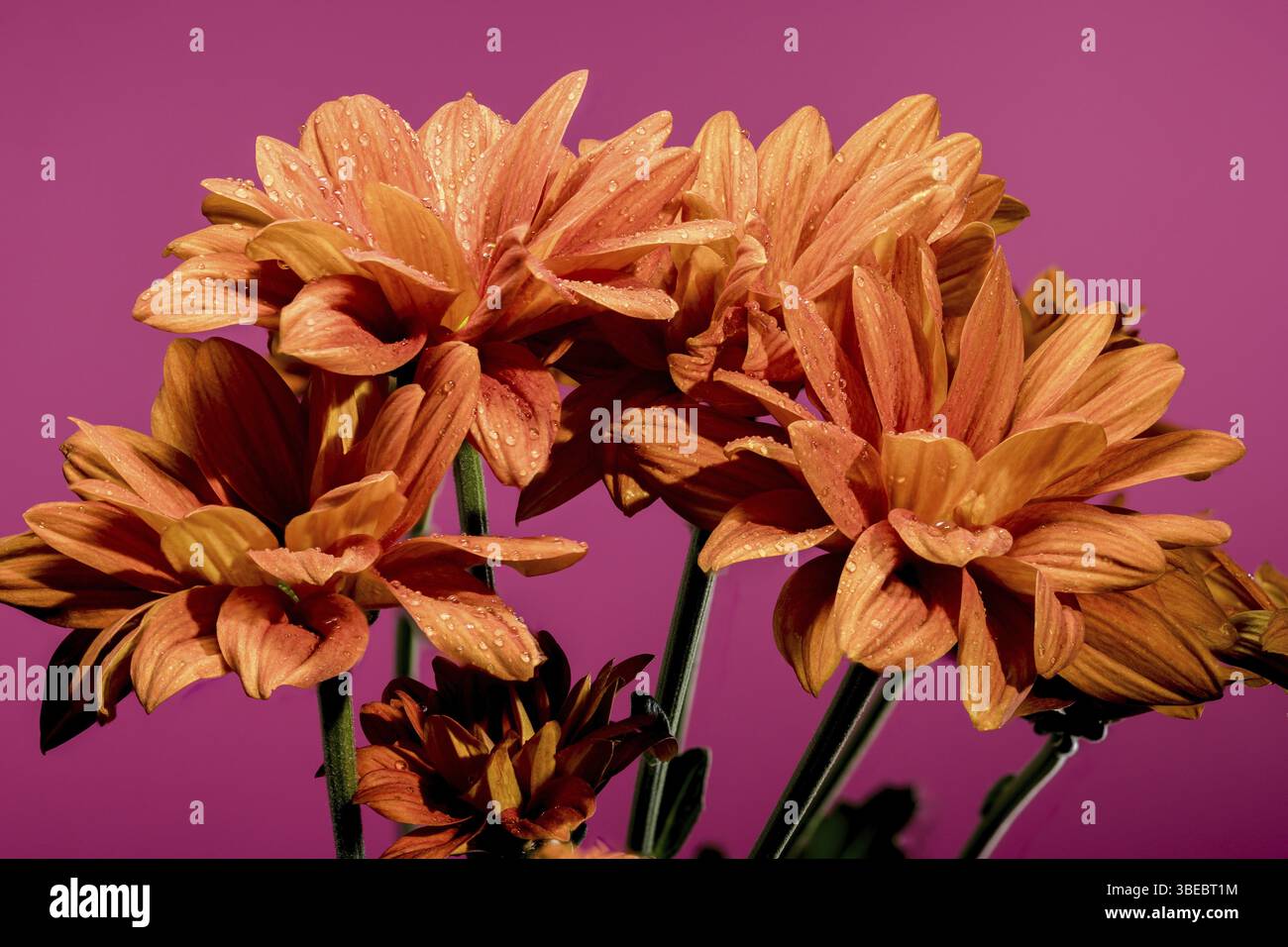 Bellissimo Crisanthemum multiflora Conaco Orange su sfondo rosa. Foto ravvicinata della testa di fiori, Odessa, Ucraina, Europa Foto Stock