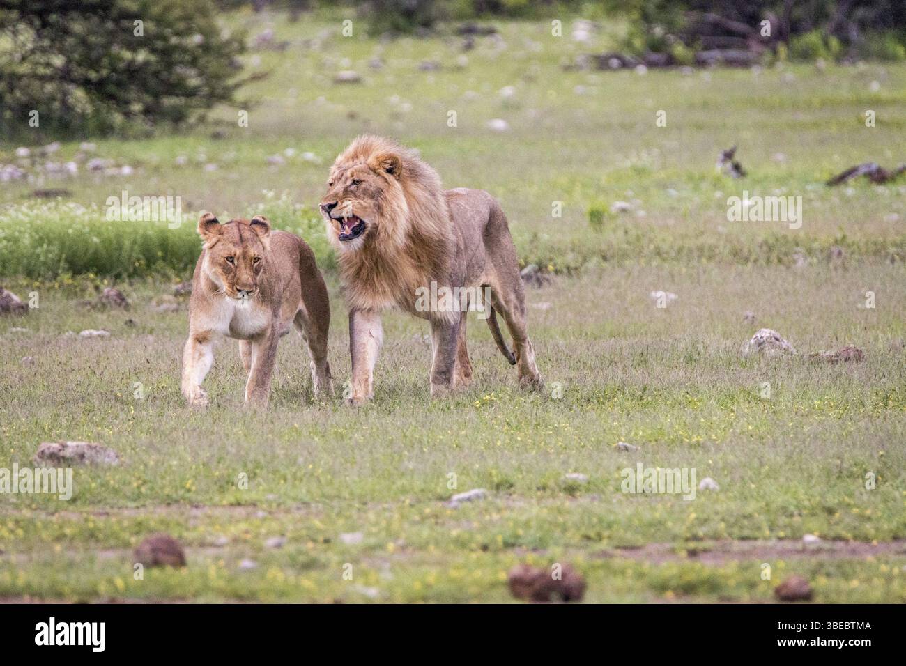 Coppia di leoni che camminano nell'erba del Parco Nazionale di Etosha, Namibia, Africa Foto Stock