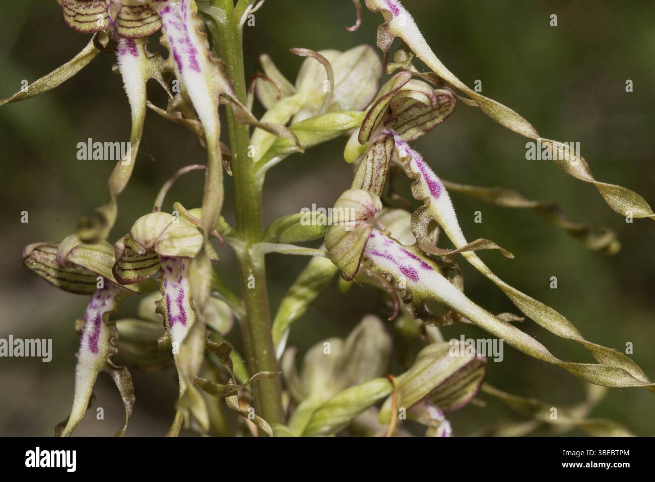 Lingua di capra (Himantoglossum hircinum) Foto Stock