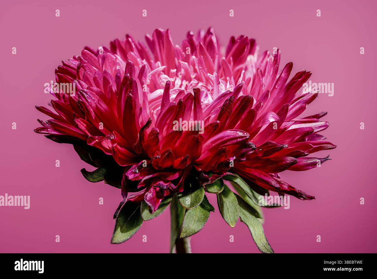 Splendido aster Lady Coral rosso in fiore su sfondo rosa. Fiore primo piano, Odessa, Ucraina, Europa Foto Stock