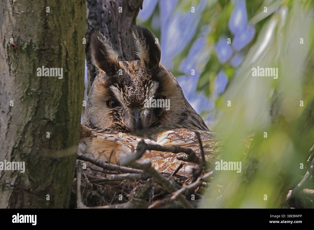 Gufo comune (Asio otus) Foto Stock