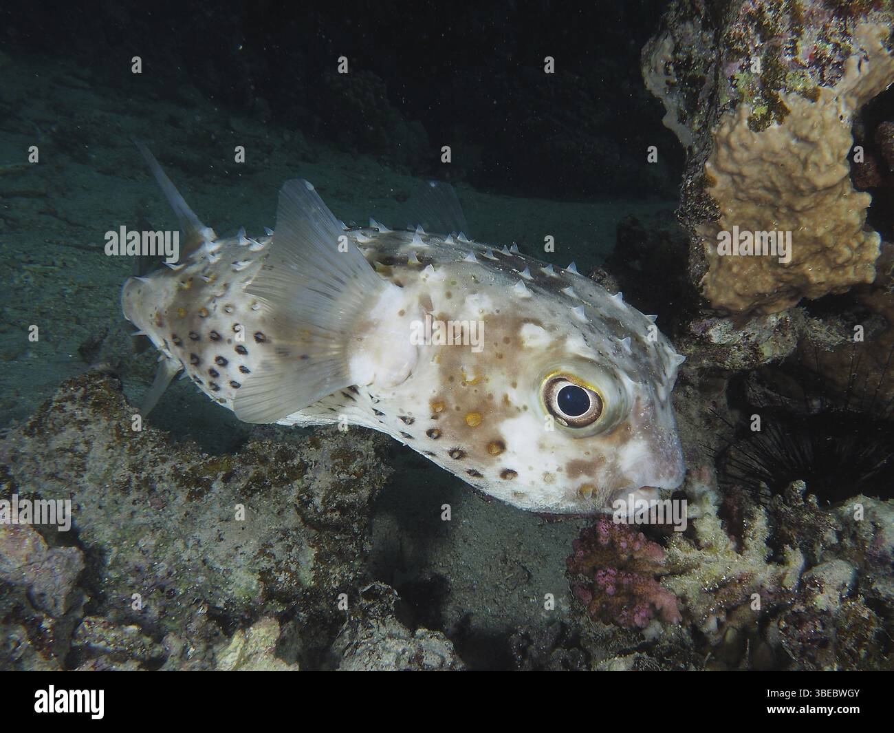 Merluzzo maculato giallo (Cyclichthys spilostylus) Foto Stock