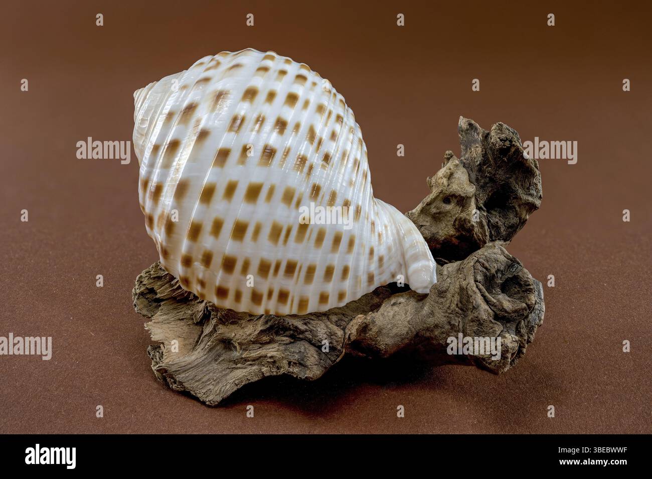Primo piano di una conchiglia di mare di Tonna dolium poggiata su una palude da posta stagliata, su sfondo marrone, Odessa, Ucraina, Europa Foto Stock