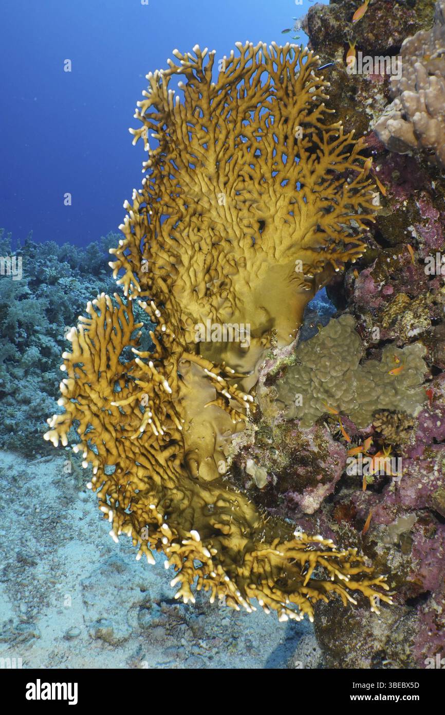 Corallo di fuoco a reticolo (Millepora dichotoma) Foto Stock