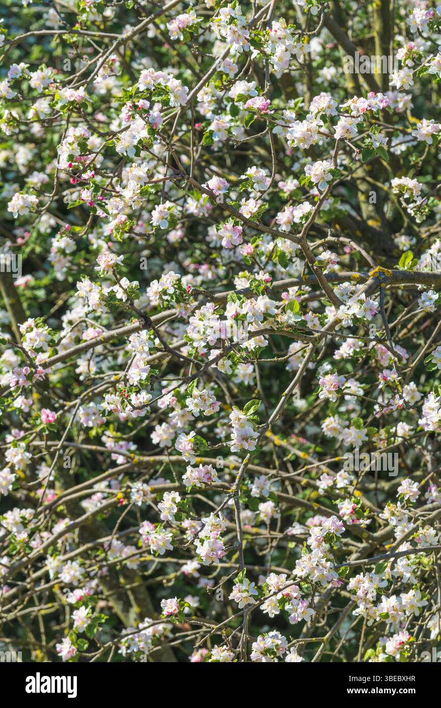 La fioritura delle mele di granchio in primavera è selettiva Foto Stock
