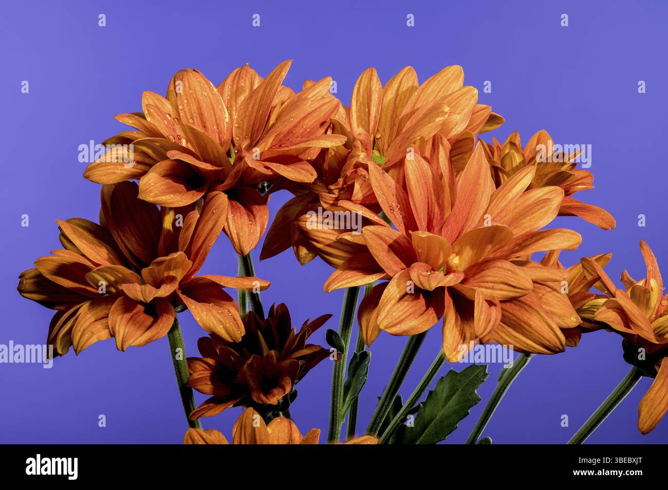 Bellissimo Crisanthemum multiflora Conaco Orange su sfondo blu. Foto ravvicinata della testa di fiori, Odessa, Ucraina, Europa Foto Stock