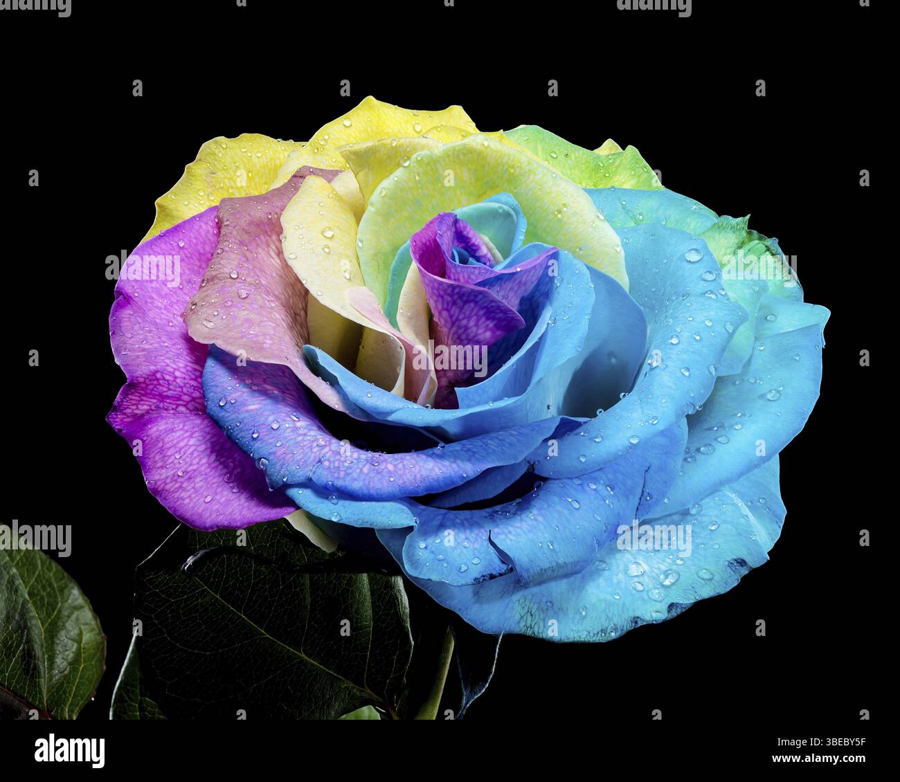 Primo piano di una rosa color arcobaleno con gocce di rugiada sui suoi petali, su sfondo nero. Una splendida rappresentazione della bellezza, della natura e dei colori, Ukr Foto Stock