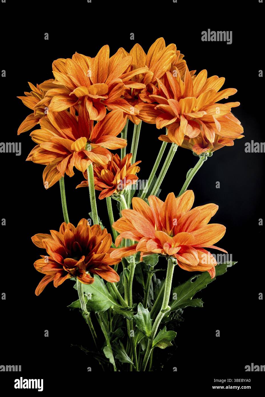 Bellissimo Chrysanthemum multiflora Conaco Orange isolato su sfondo nero. Foto ravvicinata della testa di fiori, Odessa, Ucraina, Europa Foto Stock