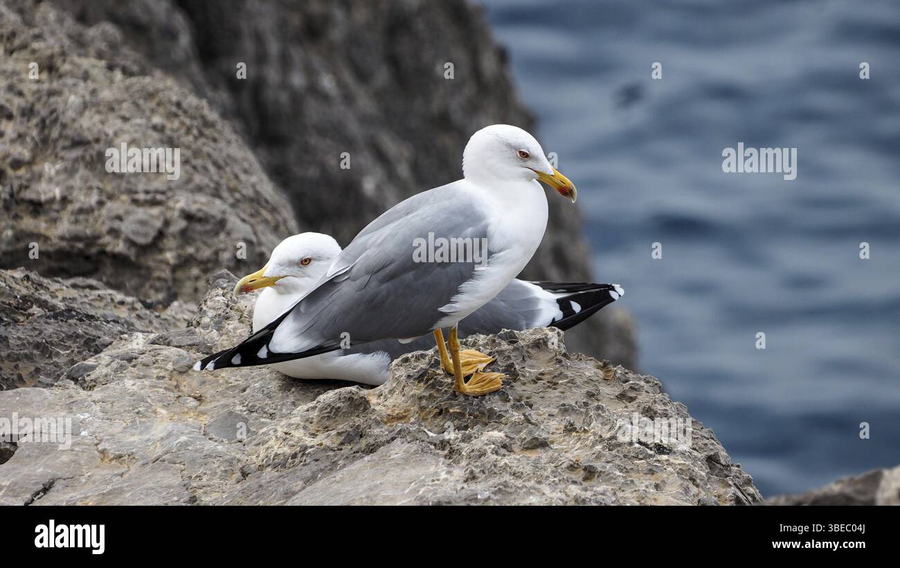 Gabbiano mediterraneo (Larus michahellis) Foto Stock