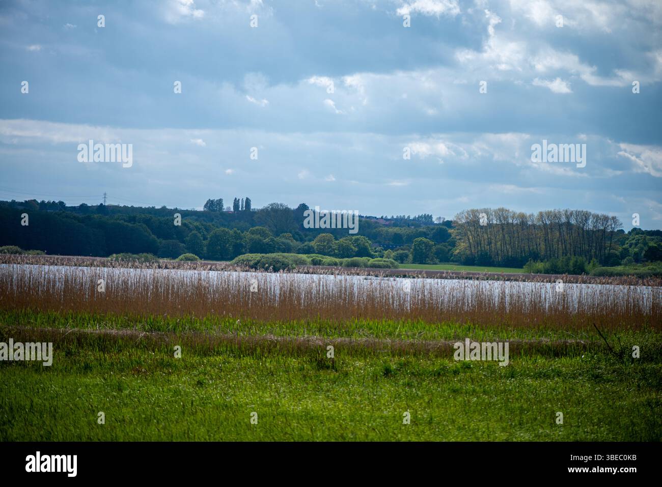 Una vista serena delle zone umide con canne dense, che mostra la bellezza e l'importanza ecologica degli habitat paludosi ricchi di biodiversità. Foto Stock