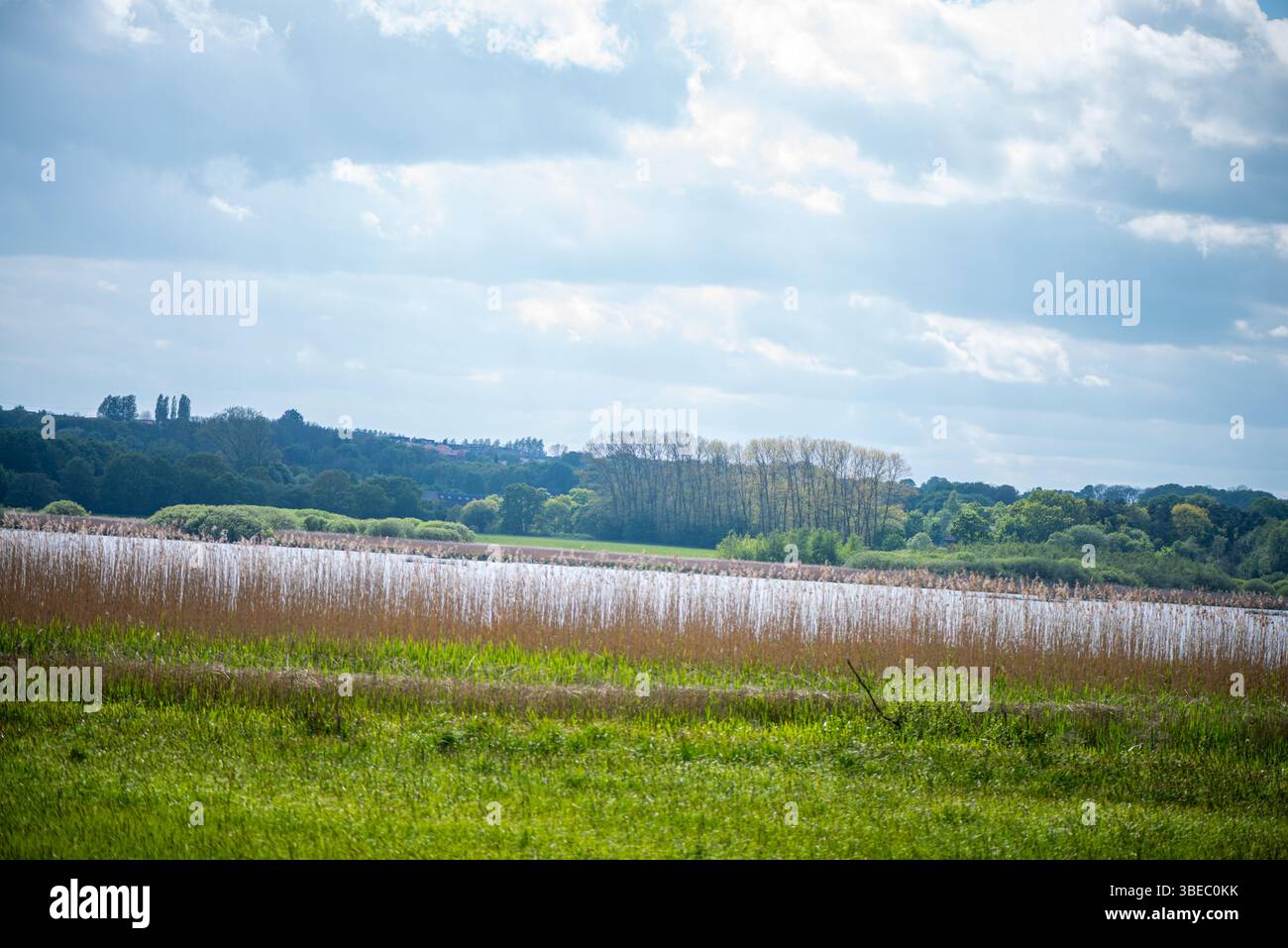 Una vista serena delle zone umide con canne dense, che mostra la bellezza e l'importanza ecologica degli habitat paludosi ricchi di biodiversità. Foto Stock