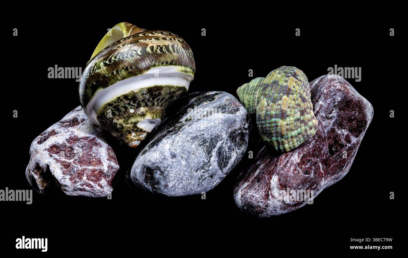 Guscio di GRANCHIO Hermit Turbo con bande di GIADA VERDE lucidato esposto su pietre lucide colorate su sfondo nero, Ucraina, Europa Foto Stock