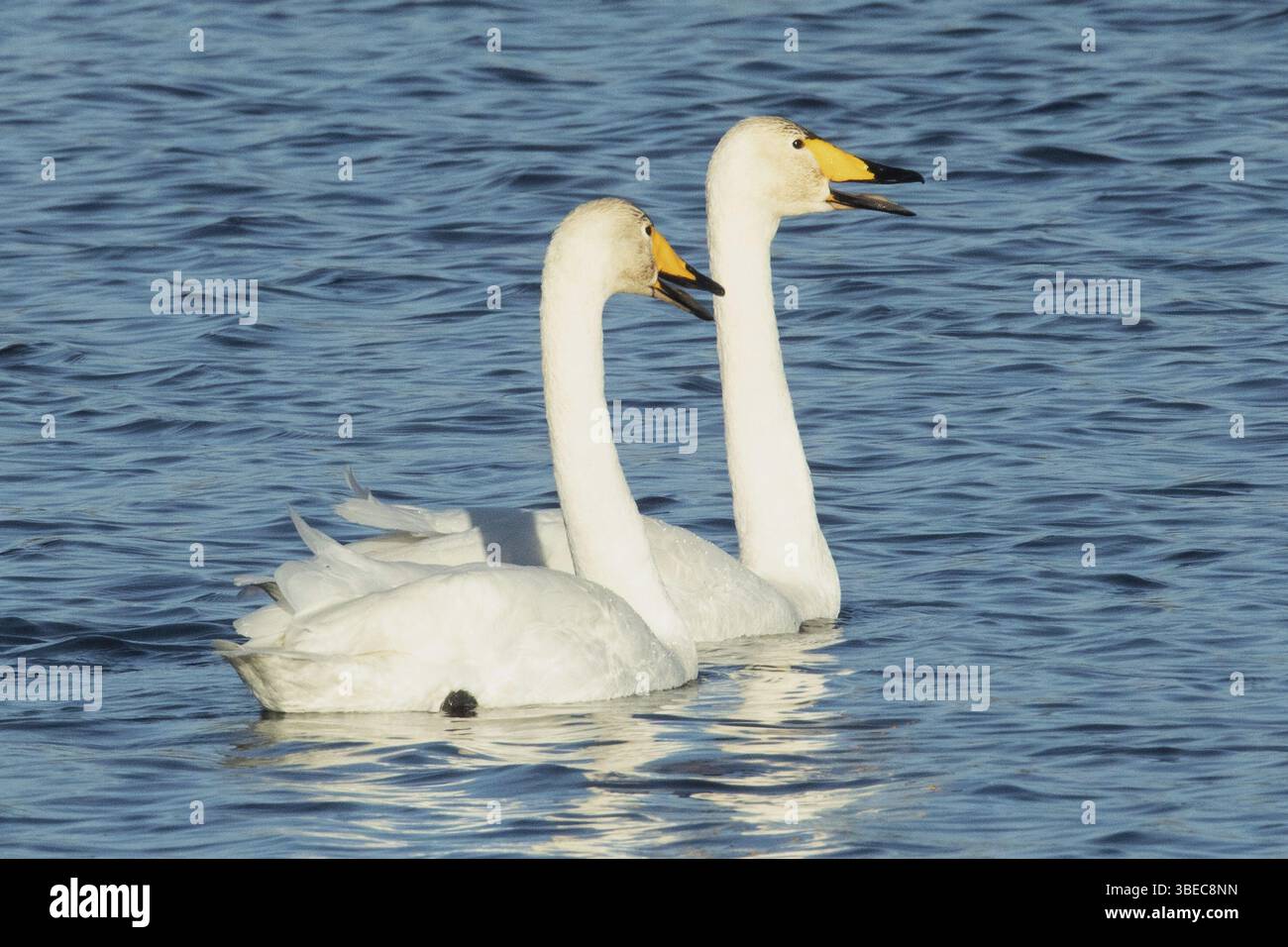 Whooper swan (Cygnus cygnus) Foto Stock